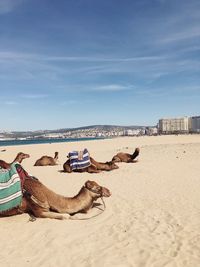 Dog lying on sand at beach against sky