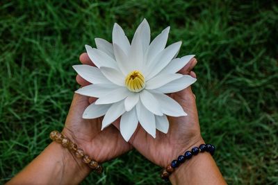 Cropped hands holding white flower over grassy land