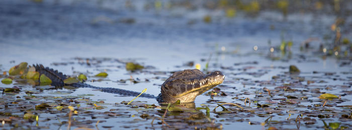 Close-up of aligator in lake yacare