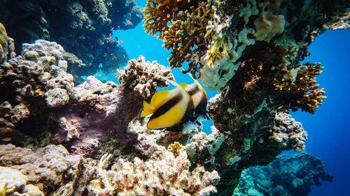 Close-up of fish swimming in sea