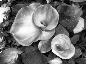 Close-up of flowers