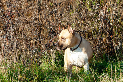View of a dog looking away on field