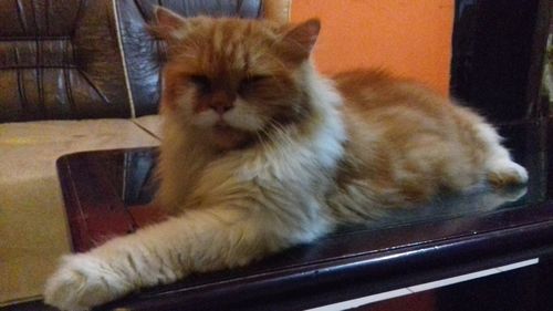 Cat looking at camera while sitting at home