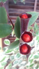 Close-up of fresh green tree