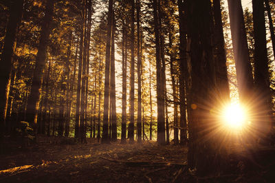 Sunlight streaming through trees in forest