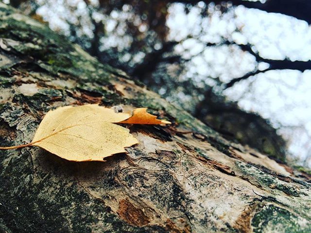 tree, tree trunk, one animal, nature, focus on foreground, wildlife, animals in the wild, animal themes, branch, close-up, forest, bark, textured, leaf, wood - material, outdoors, day, beauty in nature, selective focus, no people