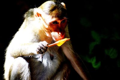 Portrait of young man eating food