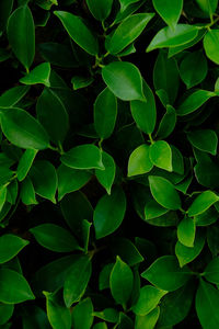 Background nature banyan tree bush, the tree decorate in the garden.