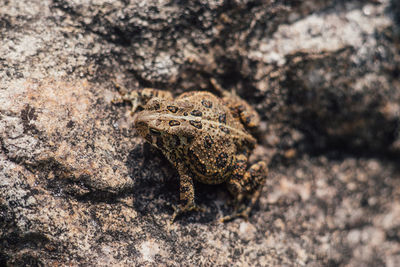 Close-up of lizard