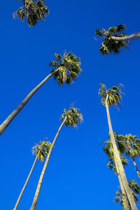 Low angle view of coconut palm tree against clear blue sky