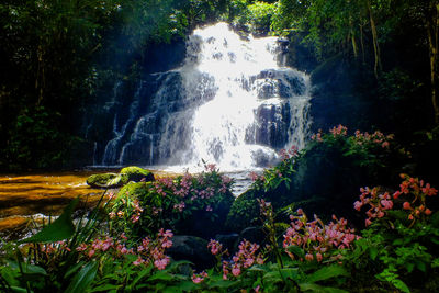 Scenic view of waterfall in forest