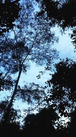 Low angle view of trees against sky