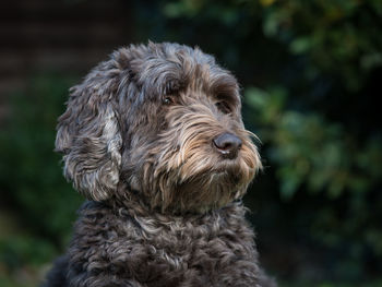 Close-up of a dog looking away