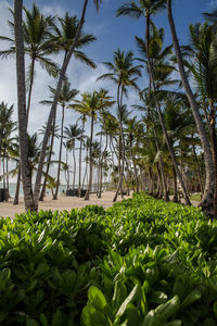 Palm trees growing on field against sky