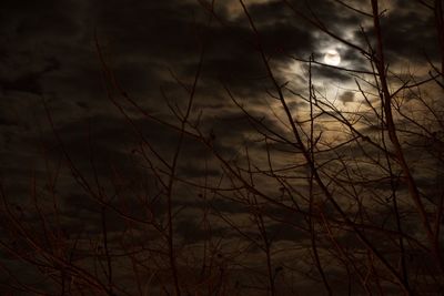 Trees against sky during sunset