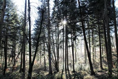 Low angle view of trees in forest against sky