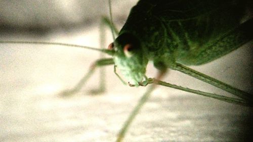 Close-up of grasshopper