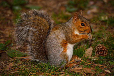 Close-up of squirrel