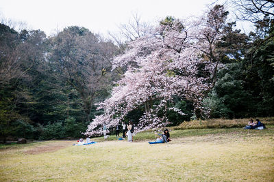 Trees on grassy field
