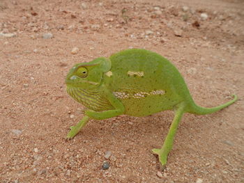 Close-up of a lizard on a land