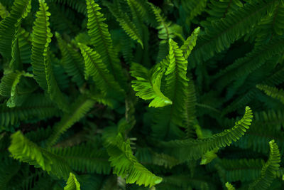 Close-up of fern leaves