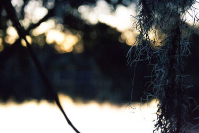 Close-up of tree trunk