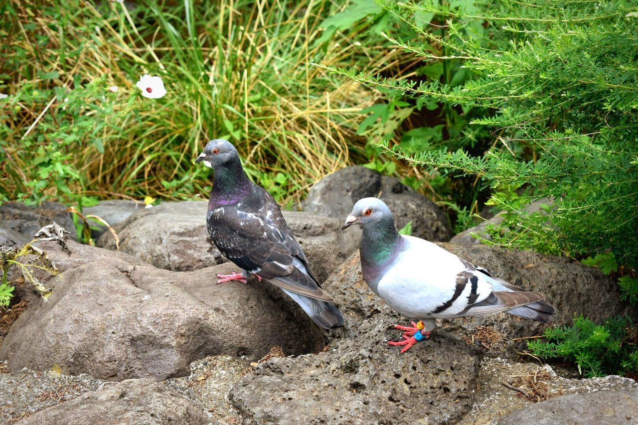 bird, animal themes, animals in the wild, day, rock - object, nature, no people, field, outdoors, animal wildlife, perching