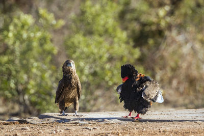 Birds perching on a land