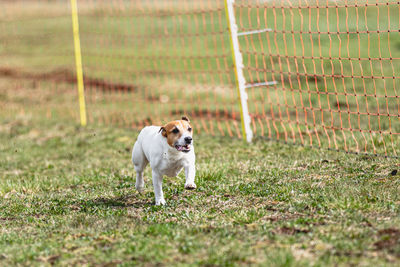 Dog running on field