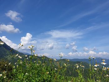 Scenic view of flowering plants on field against sky