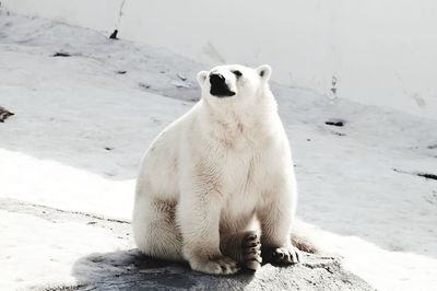 polar bear