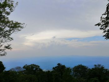 Low angle view of trees against sky