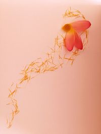 Directly above view of lotus on coral background