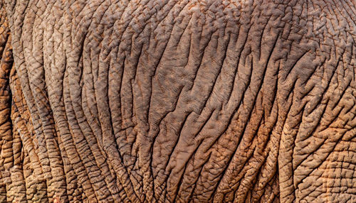 Close-up of elephant