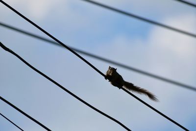 Squirrel walking on electric wire