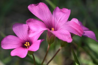 Close-up of pink flowering plant