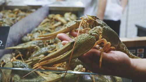 Close-up of hand holding crab