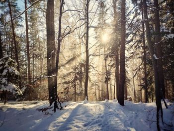 Snow covered trees in forest