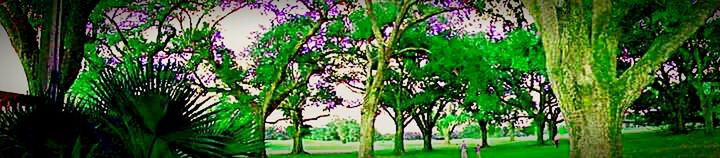 Purple flowers growing in field