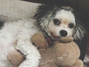 Close-up portrait of cute puppy at home