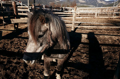 Horse in pen