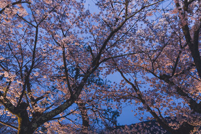 Low angle view of flowering tree against sky