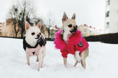 Portrait of dogs in snow