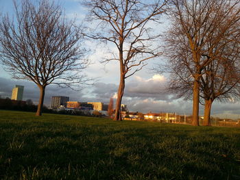 Bare trees on field against sky