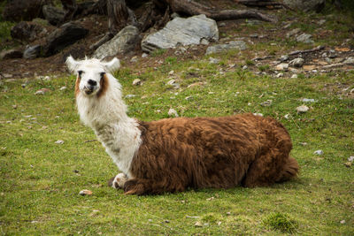 Portrait of a sheep on field
