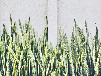 Close-up of fresh plants against wall