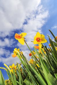 Low angle view of yellow flowering plant against sky