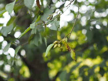 Close-up of fresh green leaves on tree