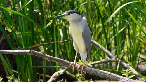 Close-up of bird perching on branch