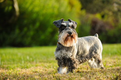 Close-up of a dog